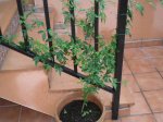 Esta es la planta.JPG