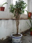 FICUS_SEEK1.jpg