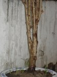 FICUS_SEEK2.jpg