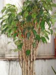 FICUS_SEEK3.jpg