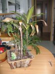 IMG_3237peq.jpg