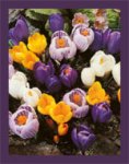 fallbulbssooncrocus.jpg