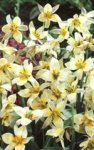 Tulip_Turkestanica.jpg
