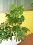 Fatsia japónica variegata-Noviembre 2006.JPG