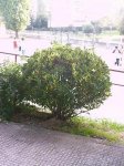 Phitosporum tobira variegata.JPG