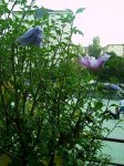 Hibiscus.JPG