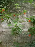 Abutilon-Noviembre 2006.JPG