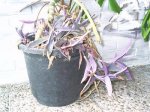 Tradescantia.JPG