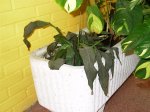 Spathiphyllum wallisii-Noviembre 2006.JPG