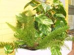 Esparraguera(densiflorus Myersii-Noviembre 2006.JPG
