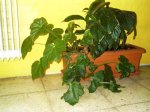Begonia-Noviembre 2006.JPG