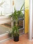 Dracena marginata-Noviembre 2006.JPG