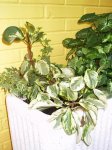 Peperomia obtusifolia-Noviembre 2006.JPG