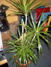 dracena-dracaena-marginata.jpeg