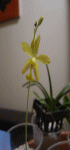 foto1.gif