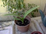 DSC00165.JPG