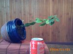 PICT0037.JPG