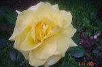 amarilla4_11_06.jpg