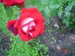 rosas2_4_11_06.jpg