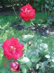 rosas4_11.jpg