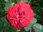 rosas14_11_06.jpg