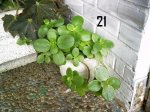 Plantas Cole21.JPG