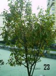Plantas Cole23.JPG