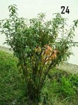 Plantas Cole29.JPG