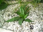 Plantas Cole 050.JPG