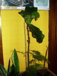 Ficus Lyrata-Noviembre 2006.JPG