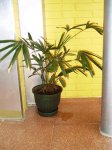 Areca-entrada- Noviembre 2006.JPG