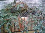 Cotonoeaster-Noviembre 2006.JPG