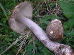 PB050164bis.jpg