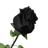 black_rose