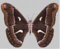 auxiyo