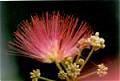 albizzia