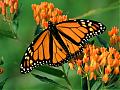 Borboleta