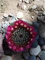 flor del desierto