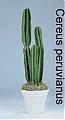 Chucereus