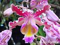 Marloncattleya-skinneri