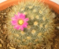 CactoMann
