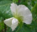 pesole