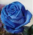 Rosa A.