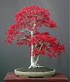 TKBONSAI21