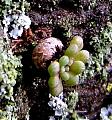 monanthes