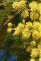 Myrtille