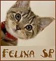 Felina_SP