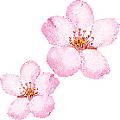 sakura79