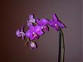 flordeazahar