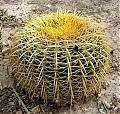 Jose Cactus